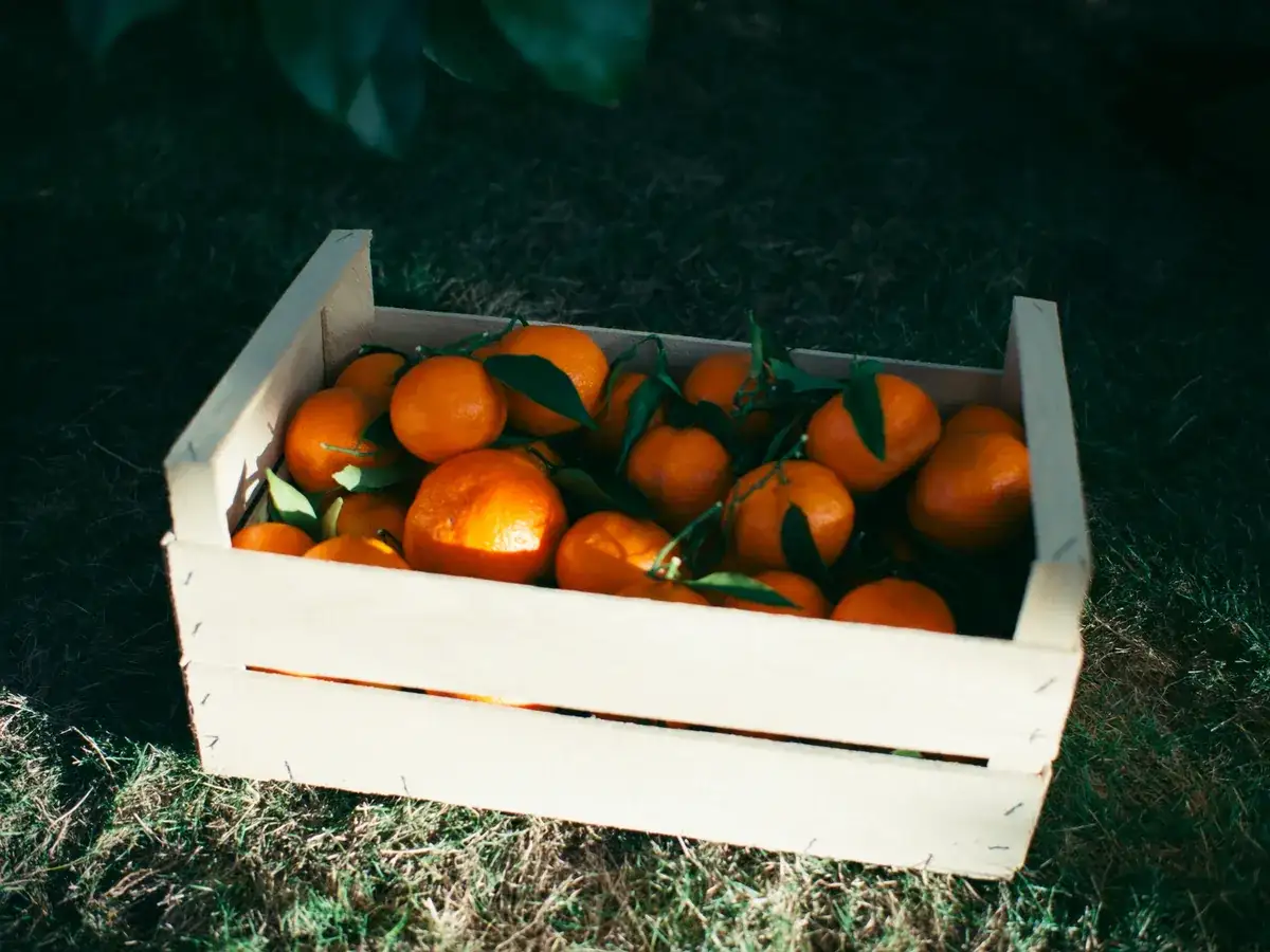 A plain timber crate of freshly picked clementines, some still on leafy stems, on the grass under a citrus tree.